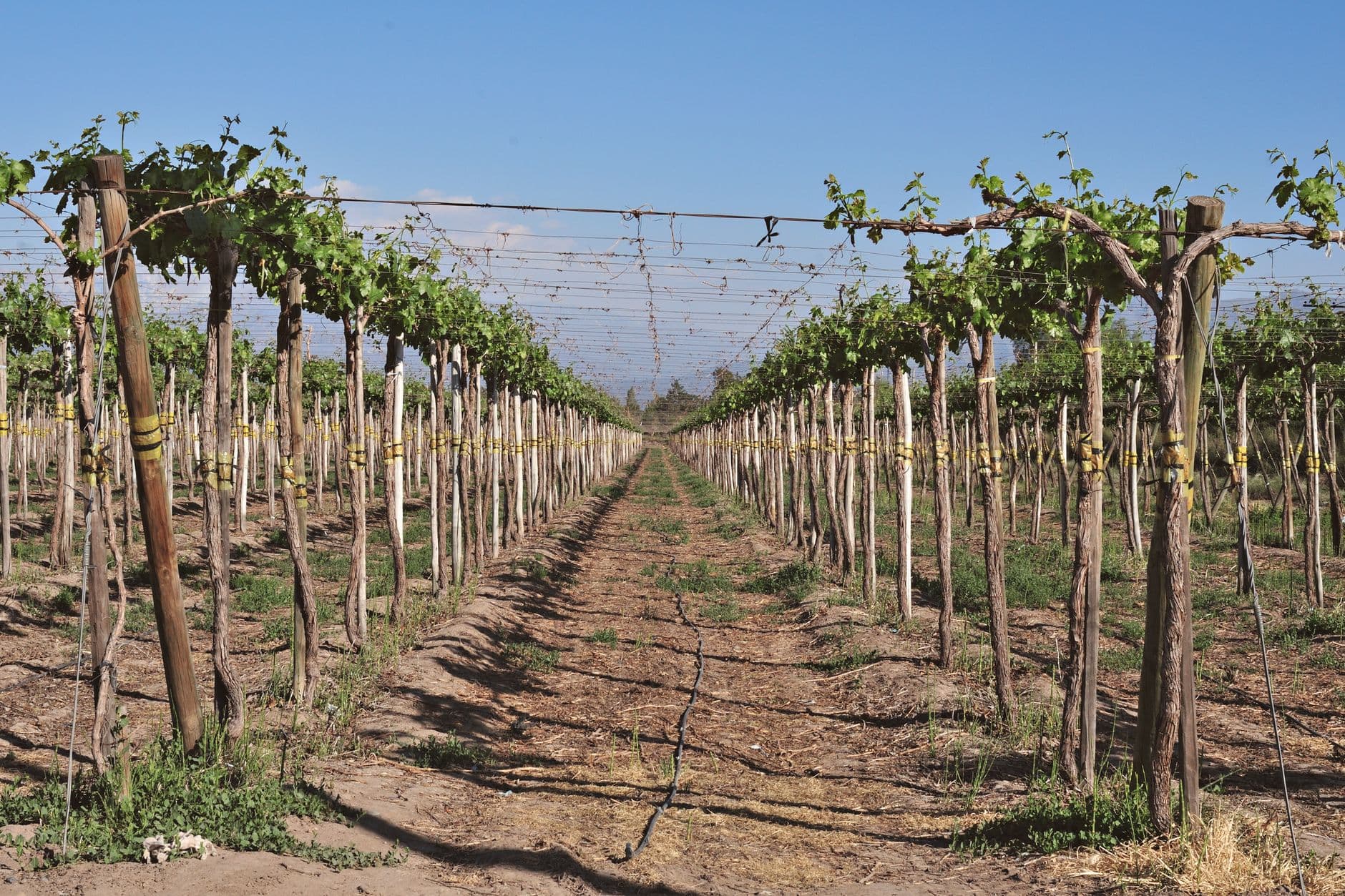 Uvas Peruanas: El dulce tesoro de Sudamérica