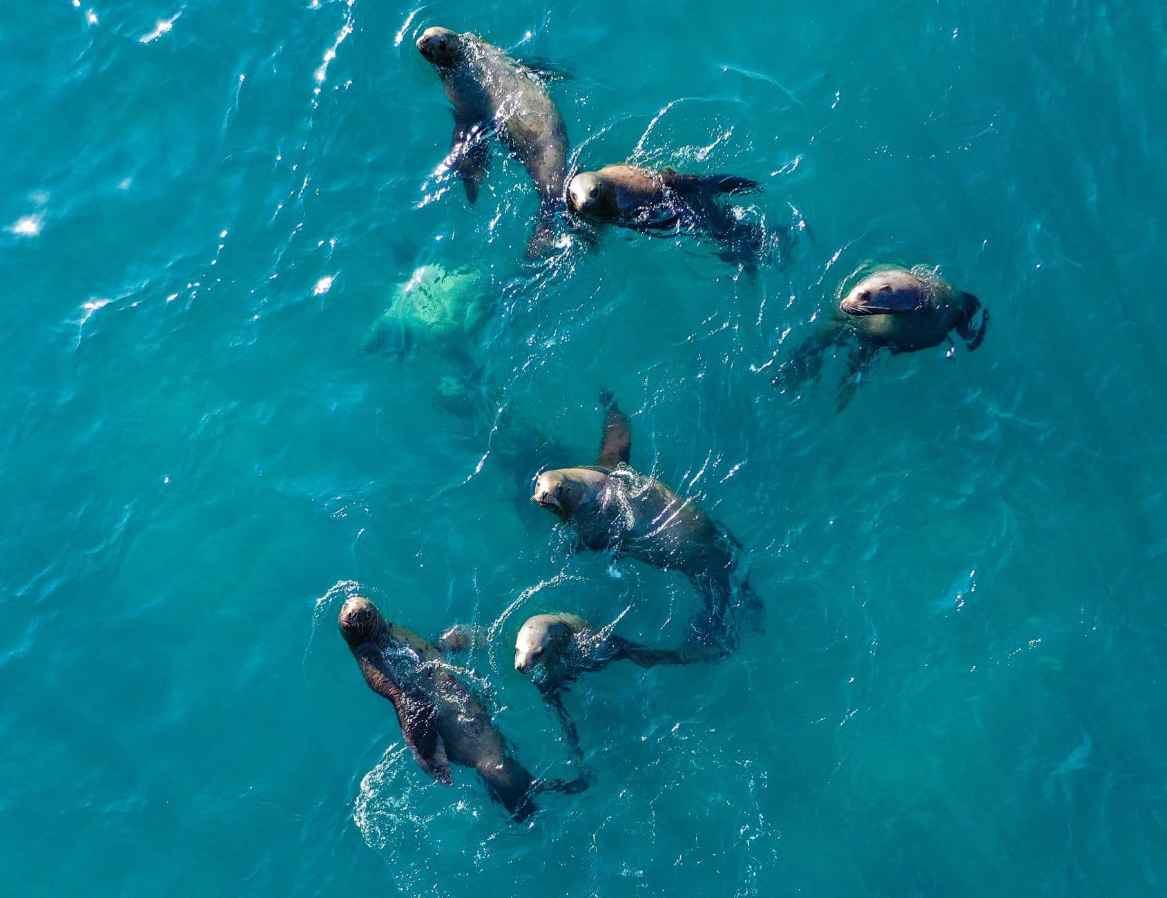 Lobos marinos en el mar