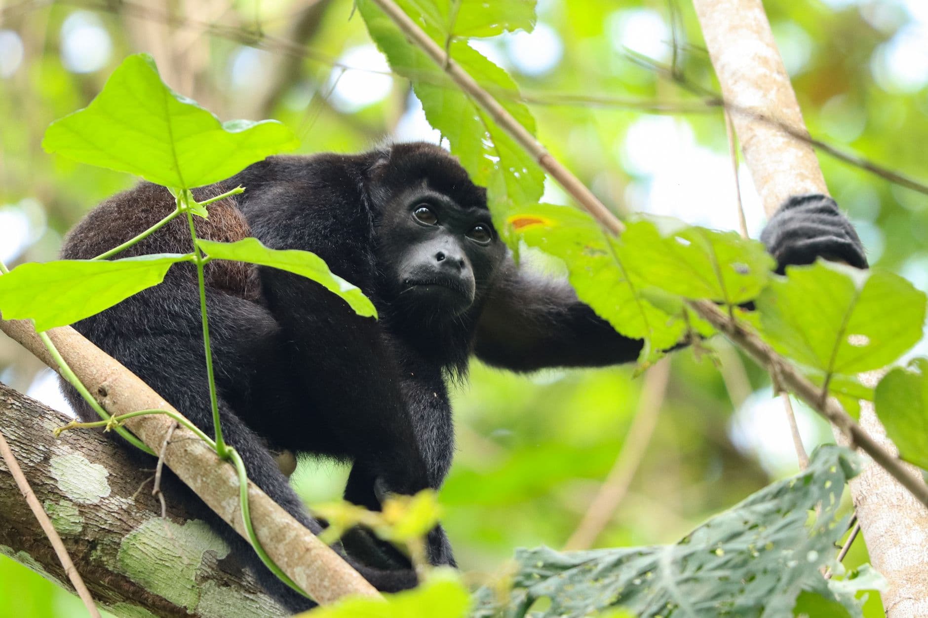 Selva tropical de Panamá