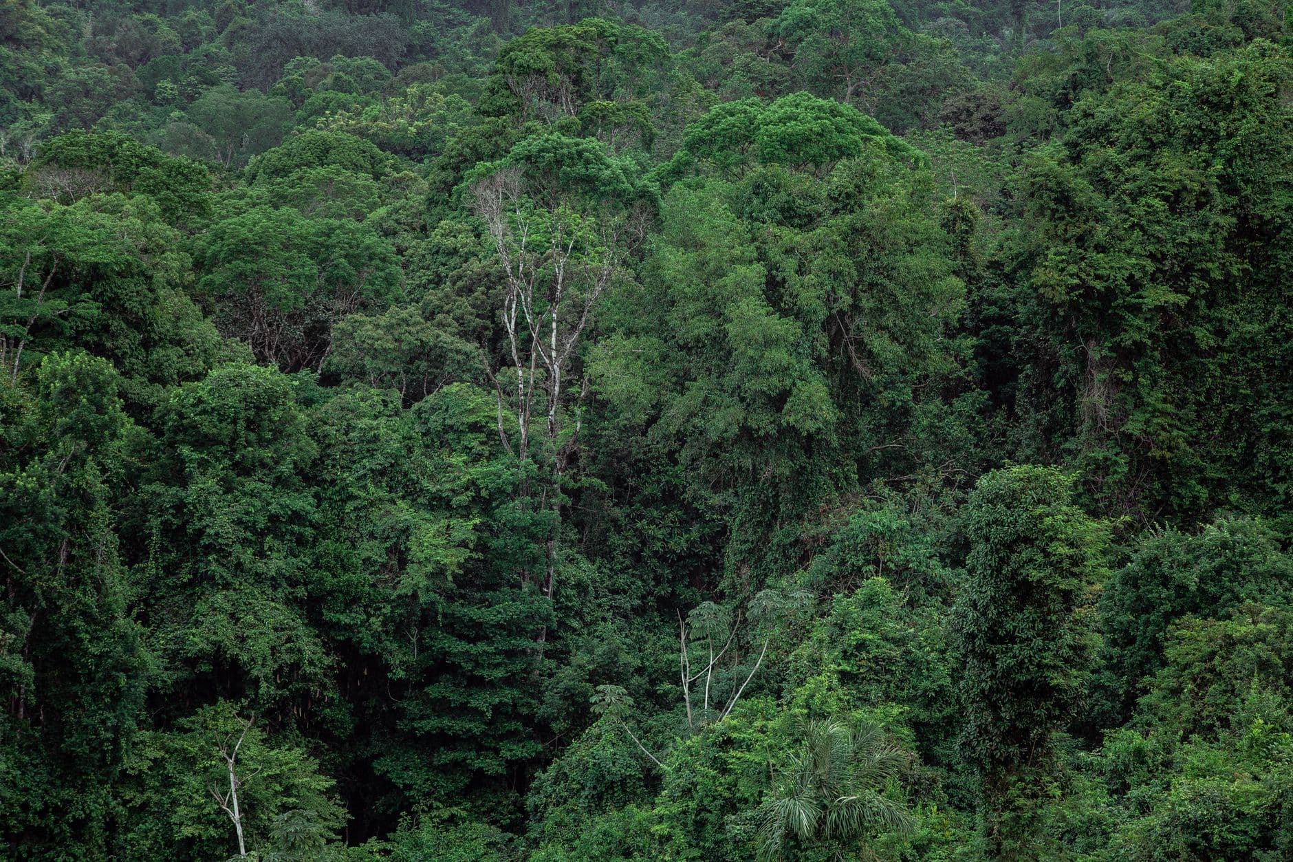 AMAZONÍA, Perú