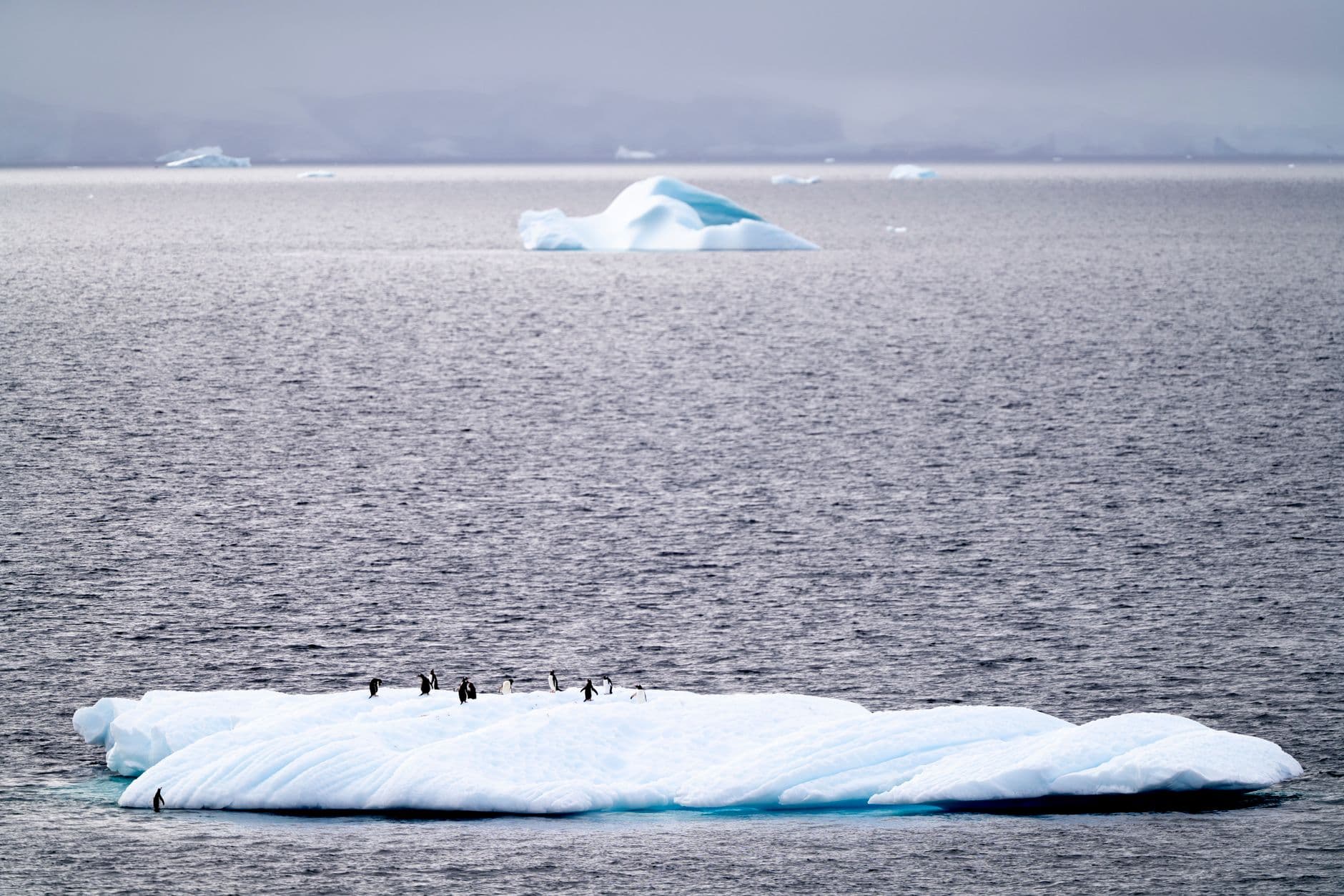 Icebergs en la Antártida