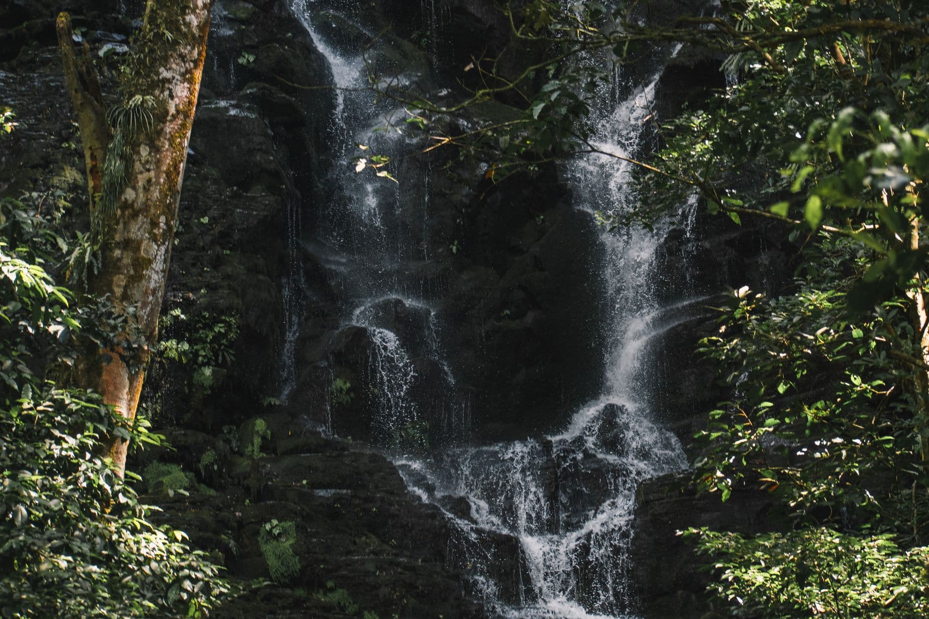 Selva y cascada en Costa Rica